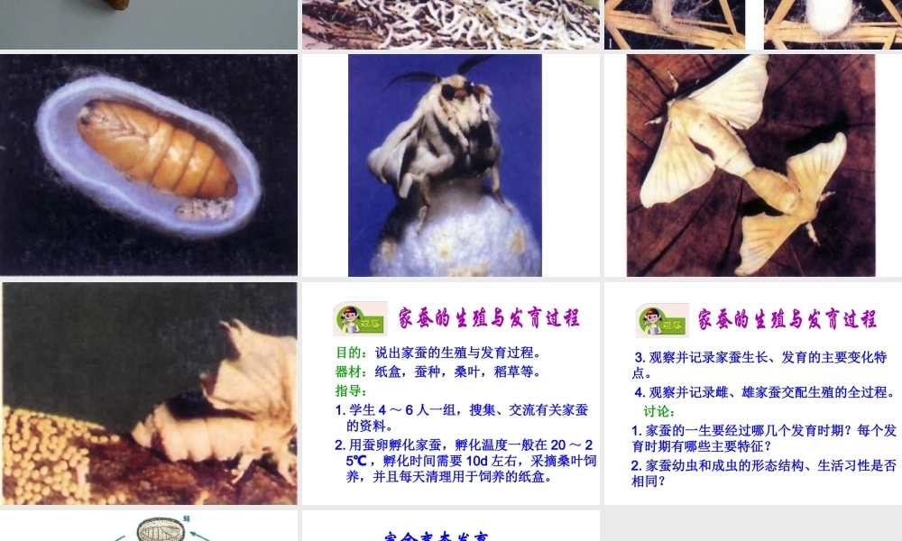 八年级生物下册 21.3 昆虫的生殖与发育课件 （新版）苏教版-（新版）苏教级下册生物课件