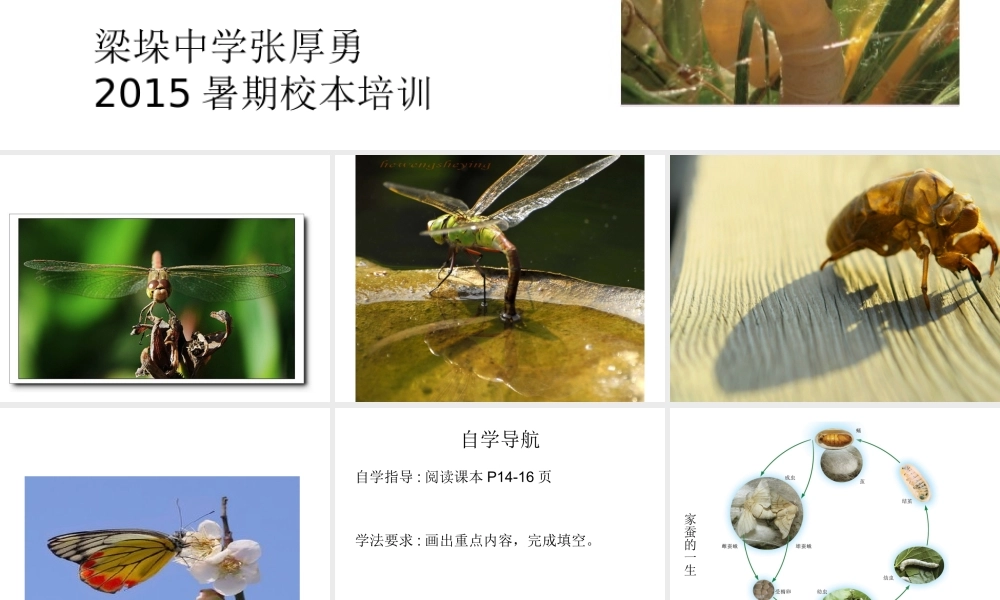 八年级生物下册 21.3 昆虫的生殖与发育课件 苏教版-苏教级下册生物课件