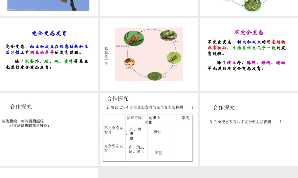 八年级生物下册 21.3 昆虫的生殖与发育课件 苏教版-苏教级下册生物课件