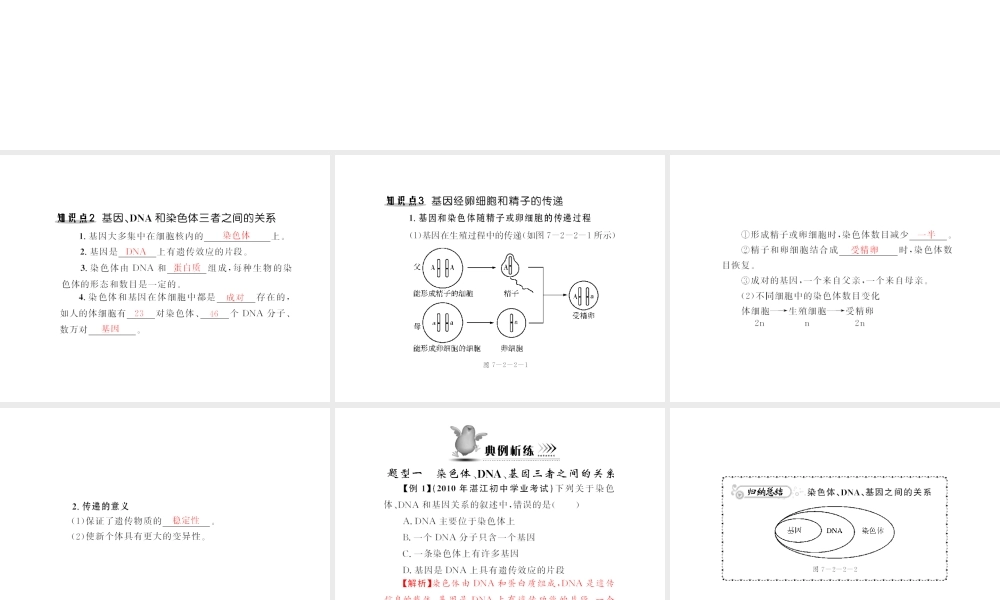 八年级生物下册 7.2.2《基因在亲子代间的传递》配套课件 人教新课标版