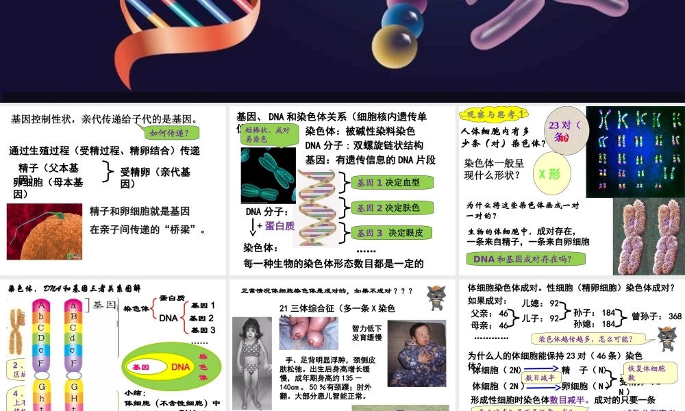 八年级生物下册 7.2.2基因在亲子代间的传递教学课件 （新版）新人教版-（新版）新人教版初中八年级下册生物课件