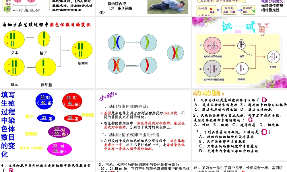 八年级生物下册 7.2.2基因在亲子代间的传递教学课件 （新版）新人教版-（新版）新人教版初中八年级下册生物课件