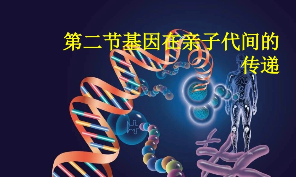 八年级生物下册 7.2.2基因在亲子代间的传递教学课件 （新版）新人教版-（新版）新人教级下册生物课件