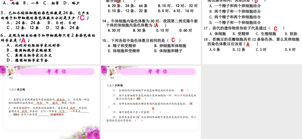 八年级生物下册 7.2.2基因在亲子代间的传递教学课件 （新版）新人教版-（新版）新人教级下册生物课件