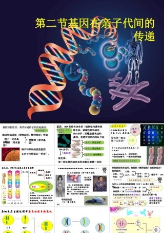 八年级生物下册 7.2.2基因在亲子代间的传递教学课件 （新版）新人教版-（新版）新人教级下册生物课件