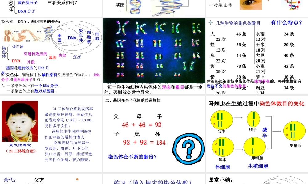 八年级生物下册 7.2.2基因在亲子代间的传递课件 （新版）新人教版-（新版）新人教版初中八年级下册生物课件