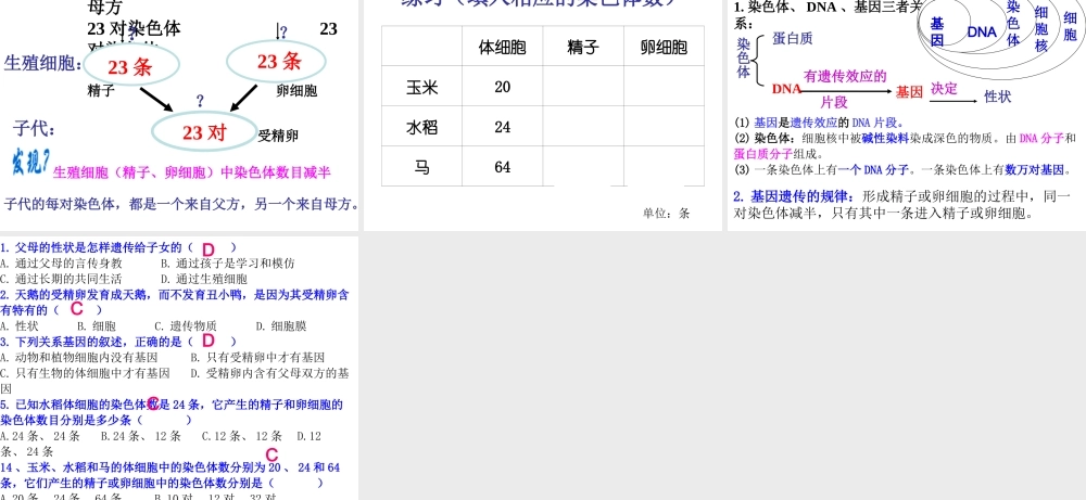 八年级生物下册 7.2.2基因在亲子代间的传递课件 （新版）新人教版-（新版）新人教版初中八年级下册生物课件