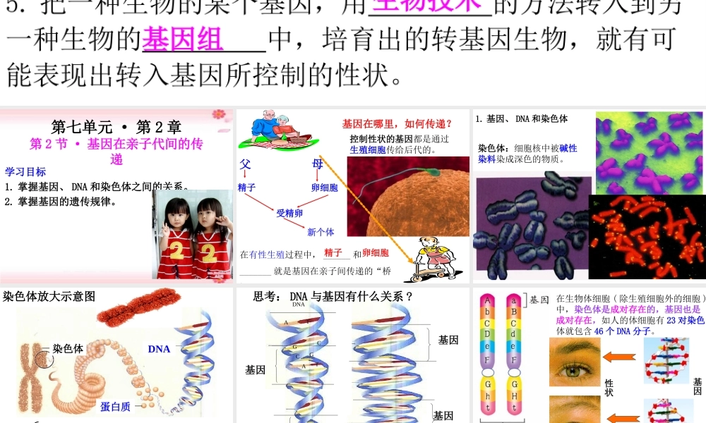 八年级生物下册 7.2.2基因在亲子代间的传递课件 （新版）新人教版-（新版）新人教级下册生物课件