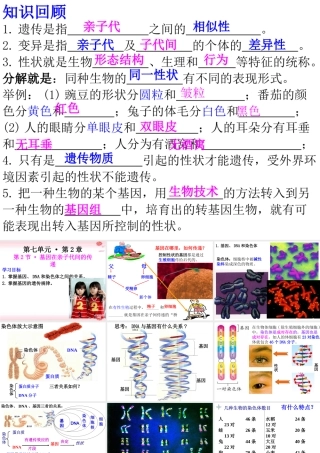 八年级生物下册 7.2.2基因在亲子代间的传递课件 （新版）新人教版-（新版）新人教级下册生物课件