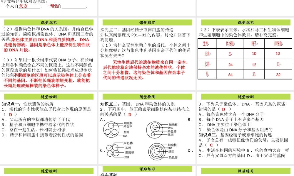 八年级生物下册 7.2.2基因在亲子代间的传递课件（新版）新人教版-（新版）新人教版初中八年级下册生物课件