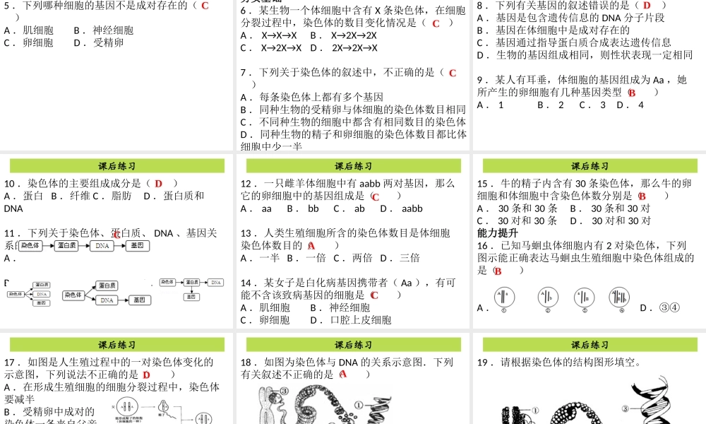 八年级生物下册 7.2.2基因在亲子代间的传递课件（新版）新人教版-（新版）新人教版初中八年级下册生物课件