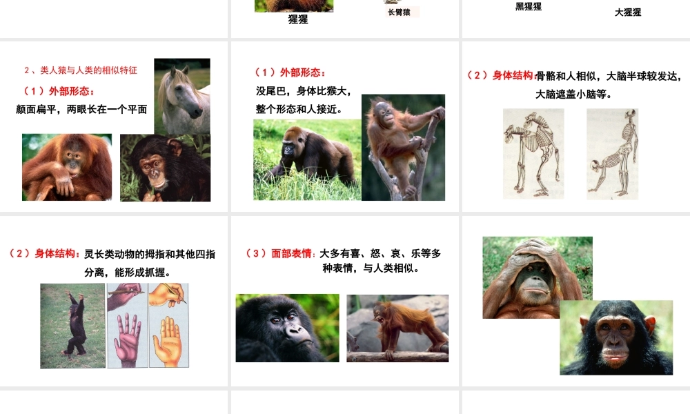 八年级生物下册 21.3《人类的起源和进化》课件 （新版）北师大版-（新版）北师大级下册生物课件