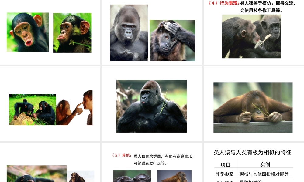 八年级生物下册 21.3《人类的起源和进化》课件 （新版）北师大版-（新版）北师大级下册生物课件