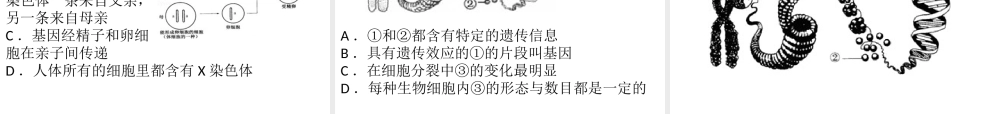 八年级生物下册 7.2.2基因在亲子代间的传递课件（新版）新人教版-（新版）新人教级下册生物课件