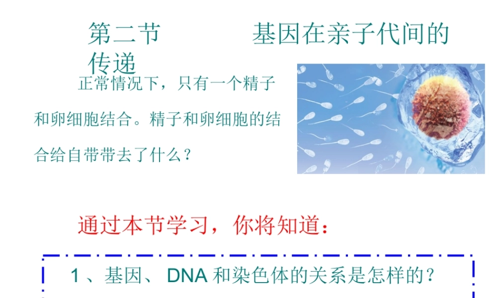 八年级生物下册 7.2.2基因在亲子代间的传递课件1 （新版）新人教版-（新版）新人教版初中八年级下册生物课件