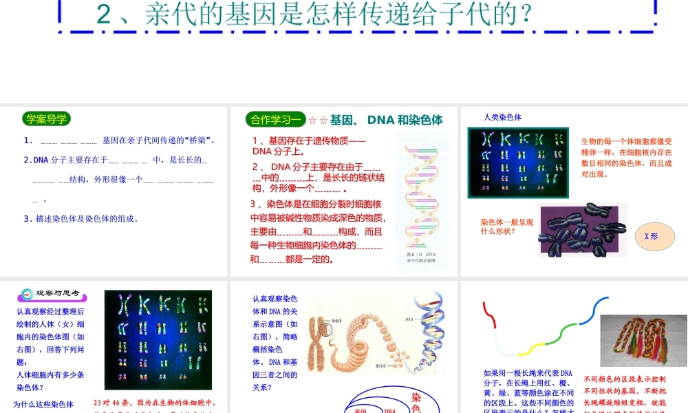 八年级生物下册 7.2.2基因在亲子代间的传递课件1 （新版）新人教版-（新版）新人教版初中八年级下册生物课件