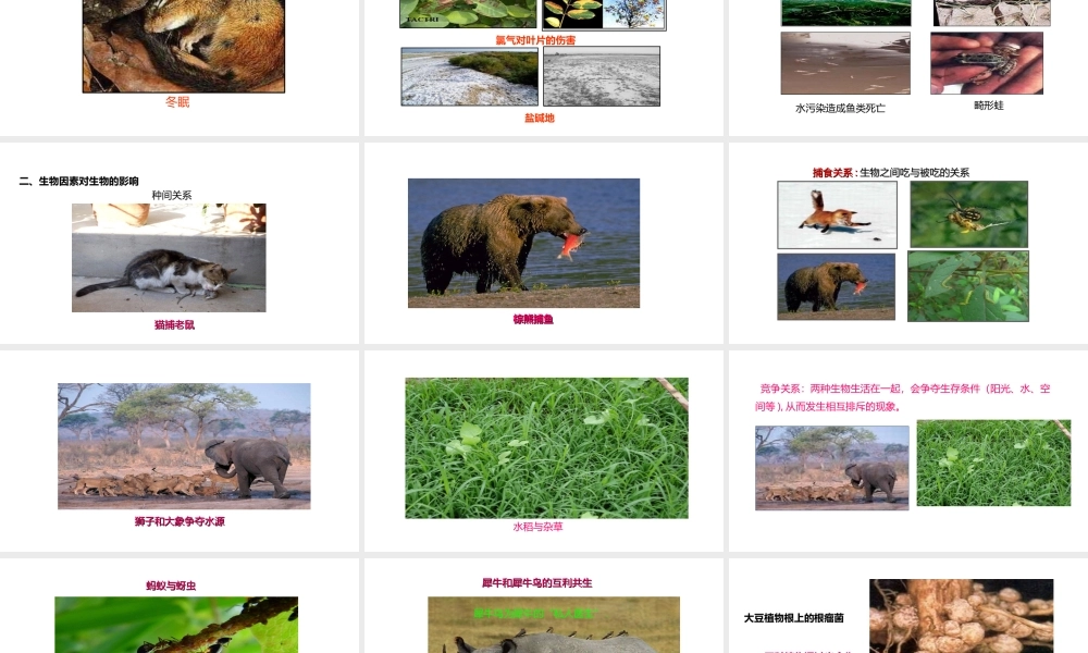 八年级生物下册 7.1.1 环境对生物的影响课件 （新版）冀教版-（新版）冀教级下册生物课件