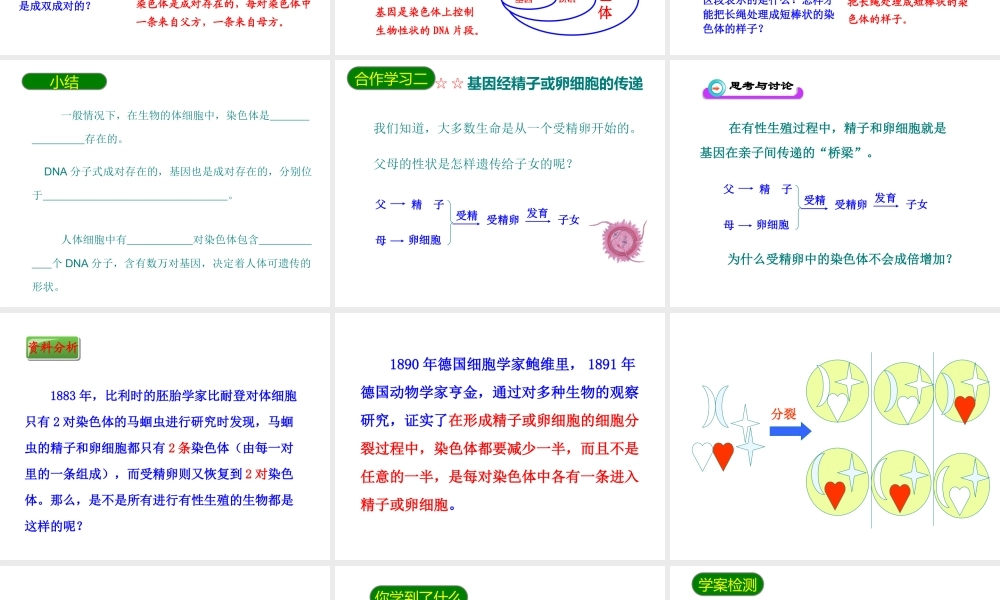 八年级生物下册 7.2.2基因在亲子代间的传递课件1 （新版）新人教版-（新版）新人教级下册生物课件