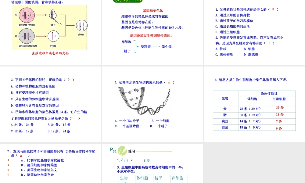 八年级生物下册 7.2.2基因在亲子代间的传递课件1 （新版）新人教版-（新版）新人教级下册生物课件
