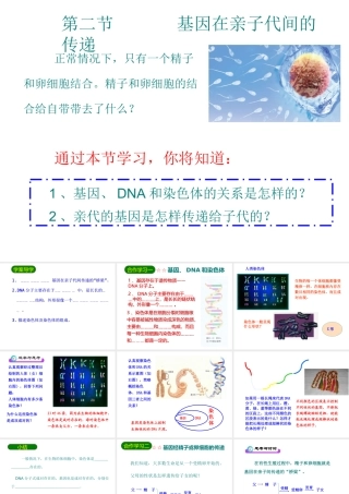 八年级生物下册 7.2.2基因在亲子代间的传递课件1 （新版）新人教版-（新版）新人教级下册生物课件