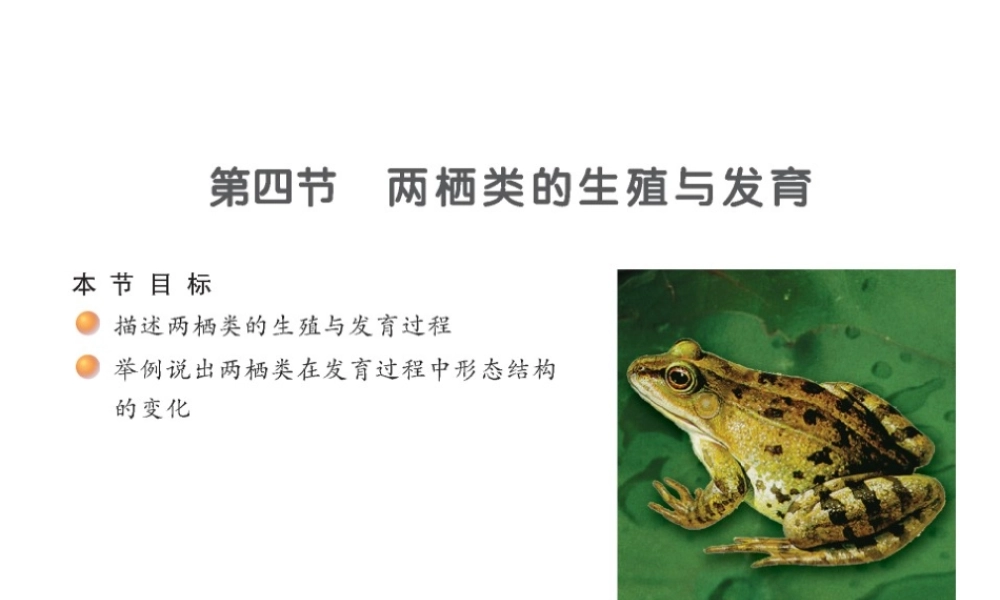 八年级生物下册 21.4 两栖类的生殖和发育课件 （新版）苏教版-（新版）苏教版初中八年级下册生物课件