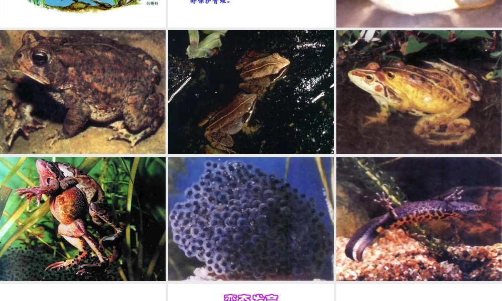 八年级生物下册 21.4 两栖类的生殖和发育课件 （新版）苏教版-（新版）苏教版初中八年级下册生物课件
