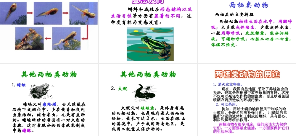八年级生物下册 21.4 两栖类的生殖和发育课件 （新版）苏教版-（新版）苏教版初中八年级下册生物课件