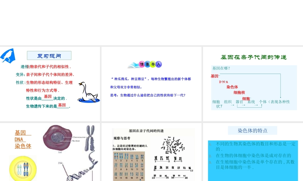 八年级生物下册 7.2.2基因在亲子代间的传递课件2 （新版）新人教版-（新版）新人教版初中八年级下册生物课件