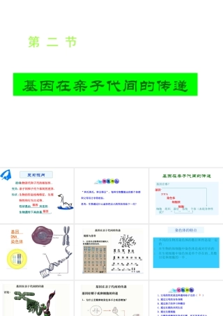 八年级生物下册 7.2.2基因在亲子代间的传递课件2 （新版）新人教版-（新版）新人教版初中八年级下册生物课件