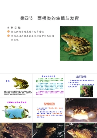 八年级生物下册 21.4 两栖类的生殖和发育课件 （新版）苏教版-（新版）苏教级下册生物课件