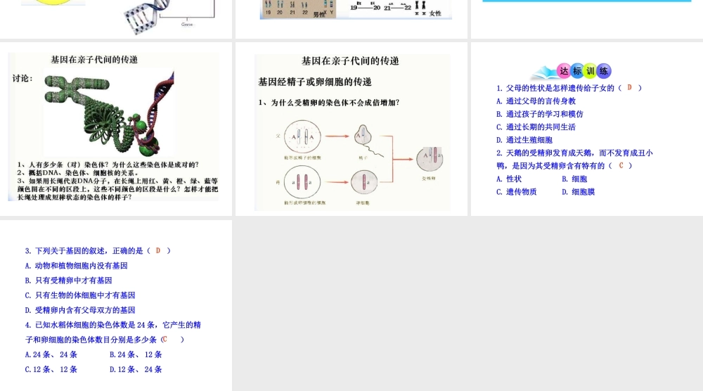 八年级生物下册 7.2.2基因在亲子代间的传递课件2 （新版）新人教版-（新版）新人教级下册生物课件