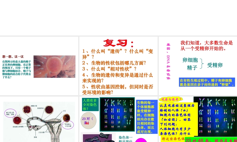 八年级生物下册 7.2.2基因在亲子代间的传递课件3 （新版）新人教版-（新版）新人教版初中八年级下册生物课件