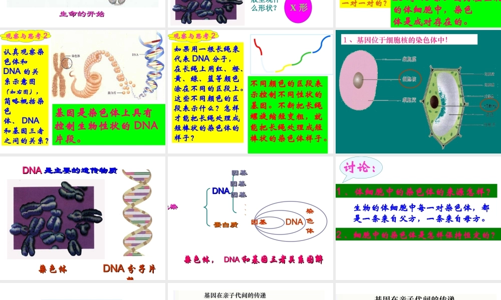 八年级生物下册 7.2.2基因在亲子代间的传递课件3 （新版）新人教版-（新版）新人教版初中八年级下册生物课件