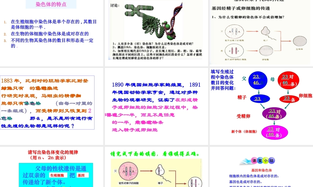 八年级生物下册 7.2.2基因在亲子代间的传递课件3 （新版）新人教版-（新版）新人教版初中八年级下册生物课件