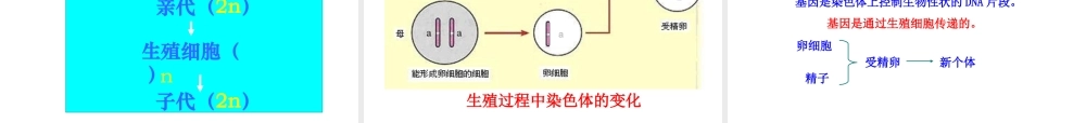 八年级生物下册 7.2.2基因在亲子代间的传递课件3 （新版）新人教版-（新版）新人教版初中八年级下册生物课件