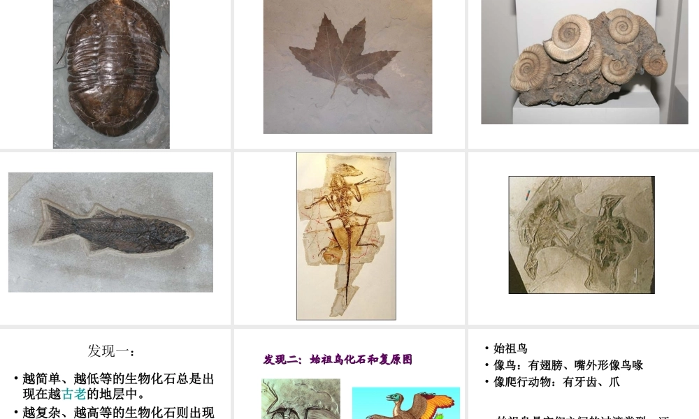 八年级生物下册 7.3.2 第二节 生物进化的历程课件1 （新版）新人教版