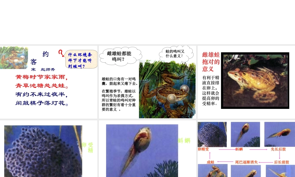 八年级生物下册 21.4 两栖类的生殖与发育课件 （新版）苏教版-（新版）苏教级下册生物课件