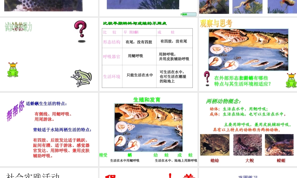 八年级生物下册 21.4 两栖类的生殖与发育课件 （新版）苏教版-（新版）苏教级下册生物课件