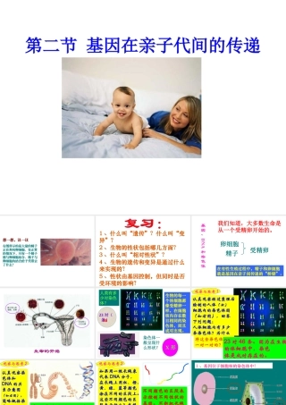 八年级生物下册 7.2.2基因在亲子代间的传递课件3 （新版）新人教版-（新版）新人教级下册生物课件