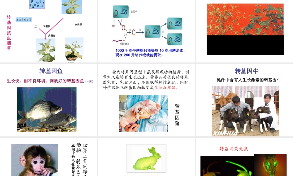 八年级生物下册 24.1 现代生物技术的应用课件 （新版）苏教版-（新版）苏教版初中八年级下册生物课件