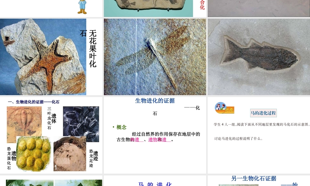 八年级生物下册 7.3.2 第二节 生物进化的历程课件2 （新版）新人教版