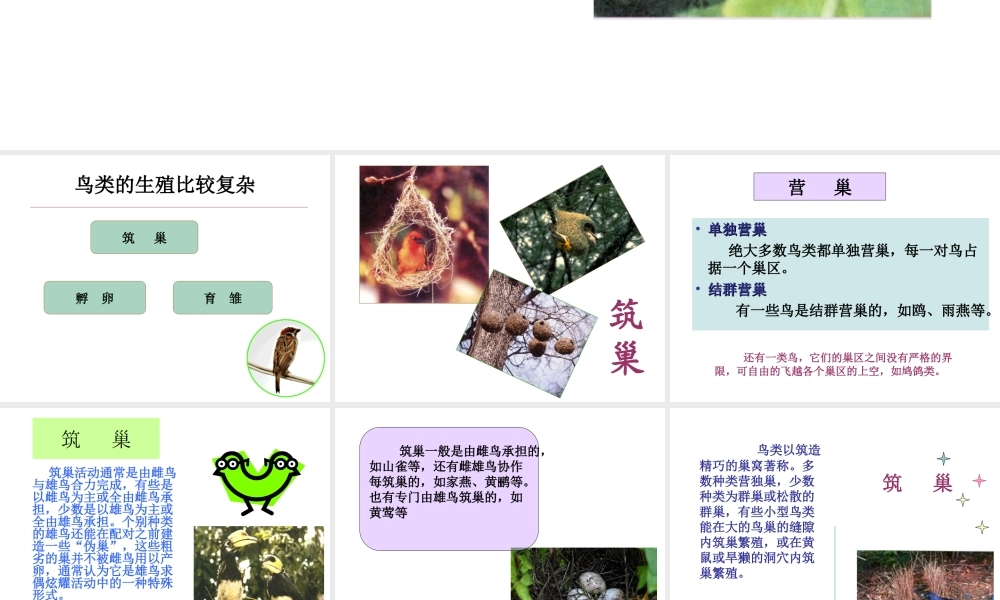 八年级生物下册 21.5 鸟类的生殖和发育课件 （新版）苏教版-（新版）苏教版初中八年级下册生物课件