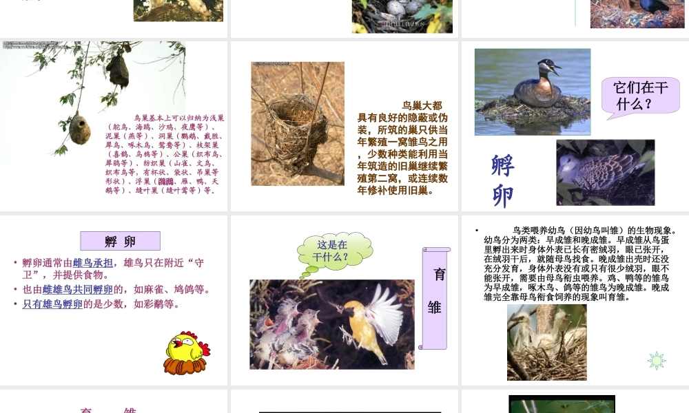 八年级生物下册 21.5 鸟类的生殖和发育课件 （新版）苏教版-（新版）苏教版初中八年级下册生物课件
