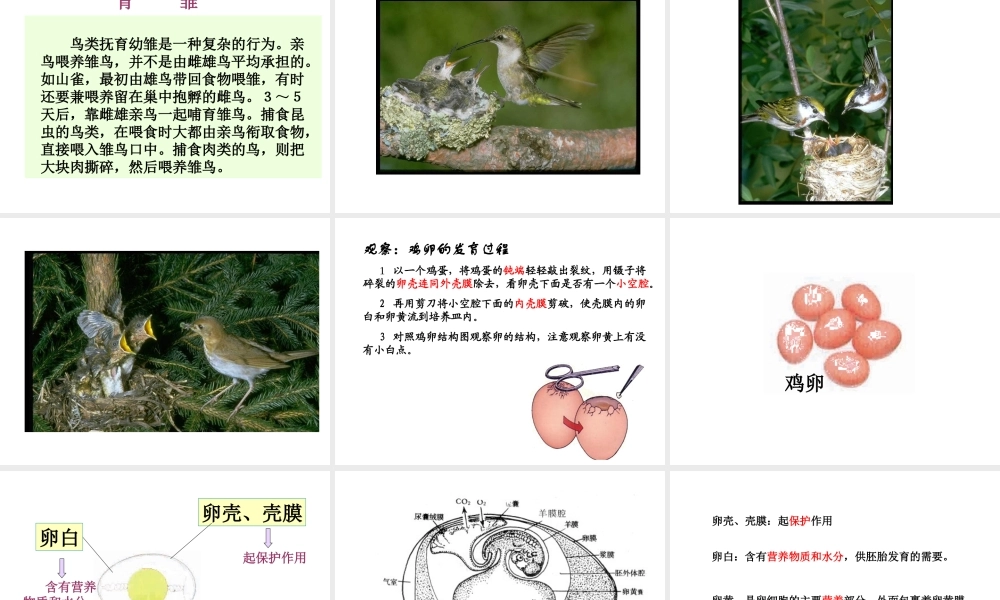 八年级生物下册 21.5 鸟类的生殖和发育课件 （新版）苏教版-（新版）苏教版初中八年级下册生物课件