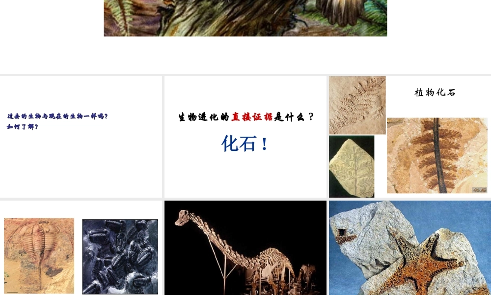 八年级生物下册 7.3.2 第二节 生物进化的历程课件3 （新版）新人教版