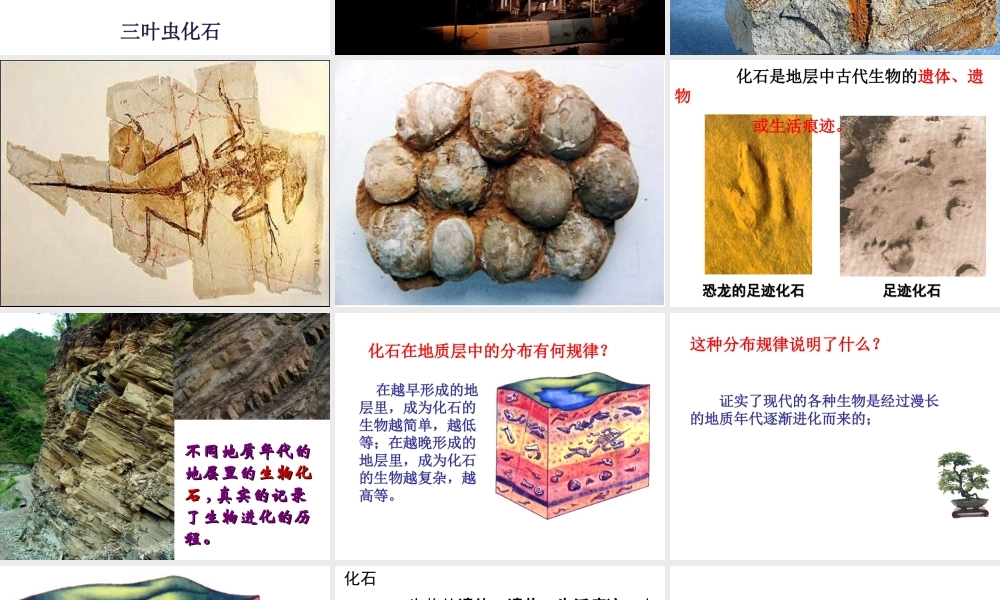 八年级生物下册 7.3.2 第二节 生物进化的历程课件3 （新版）新人教版