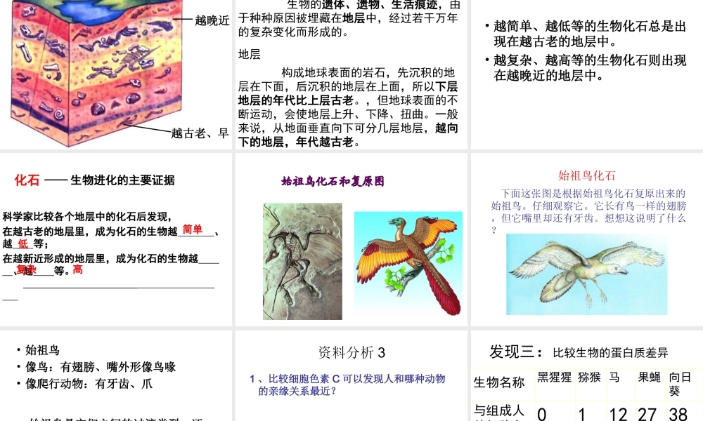 八年级生物下册 7.3.2 第二节 生物进化的历程课件3 （新版）新人教版