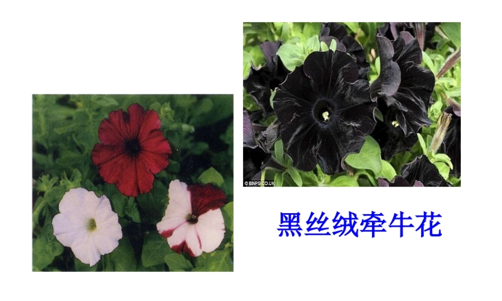 八年级生物下册 24.1 现代生物技术的应用课件 （新版）苏教版-（新版）苏教级下册生物课件