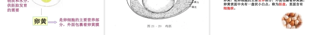 八年级生物下册 21.5 鸟类的生殖和发育课件 （新版）苏教版-（新版）苏教级下册生物课件