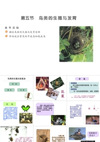 八年级生物下册 21.5 鸟类的生殖和发育课件 （新版）苏教版-（新版）苏教级下册生物课件